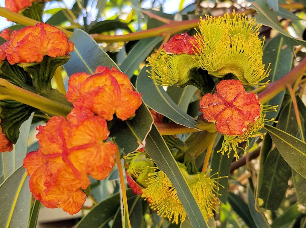 Red-capped Gum (Eucalyptus erythrocorys)