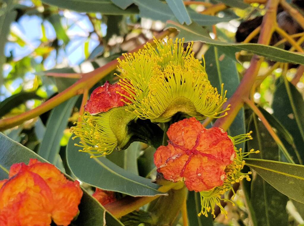 Red-capped Gum (Eucalyptus erythrocorys)