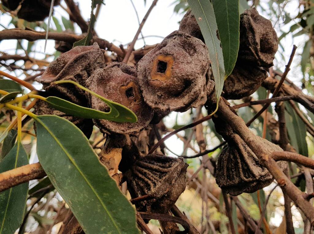 Red-capped Gum (Eucalyptus erythrocorys)