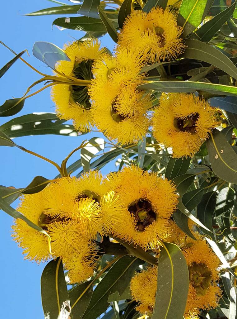 Red-capped Gum (Eucalyptus erythrocorys)