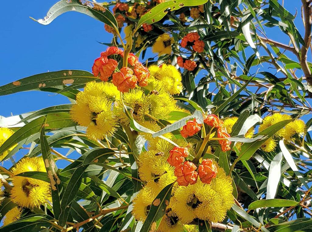 Red-capped Gum (Eucalyptus erythrocorys)