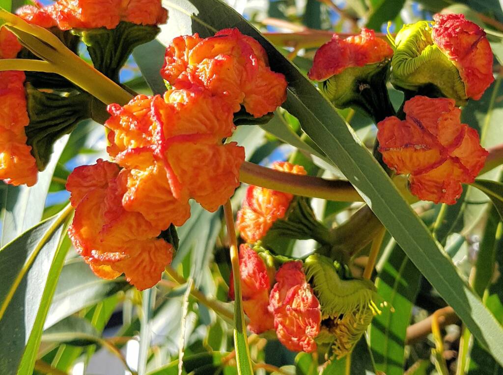 Red-capped Gum (Eucalyptus erythrocorys)