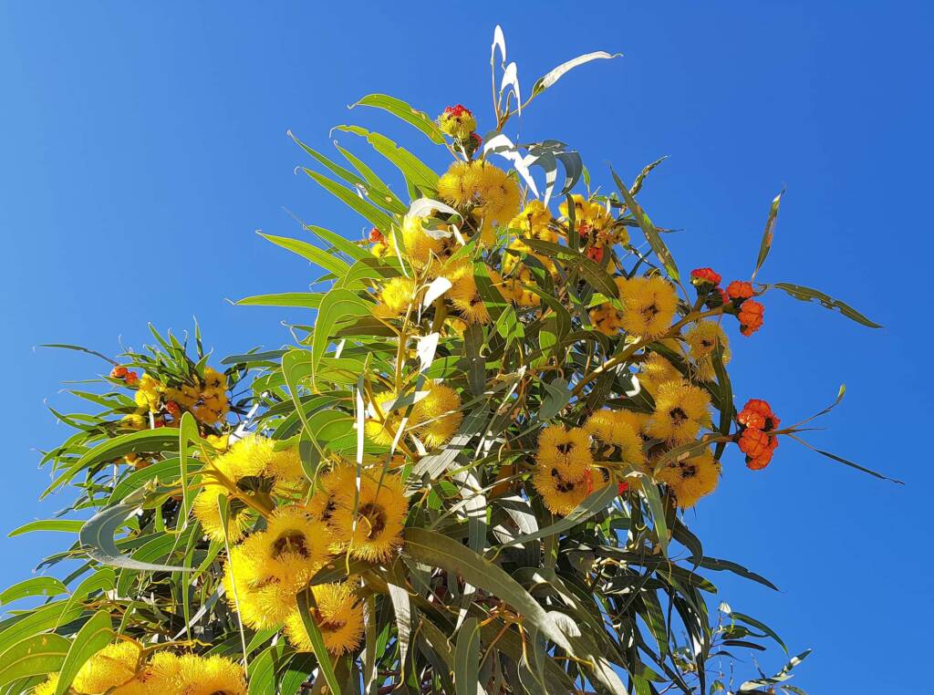 Red-capped Gum (Eucalyptus erythrocorys)