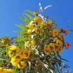 Red-capped Gum (Eucalyptus erythrocorys)