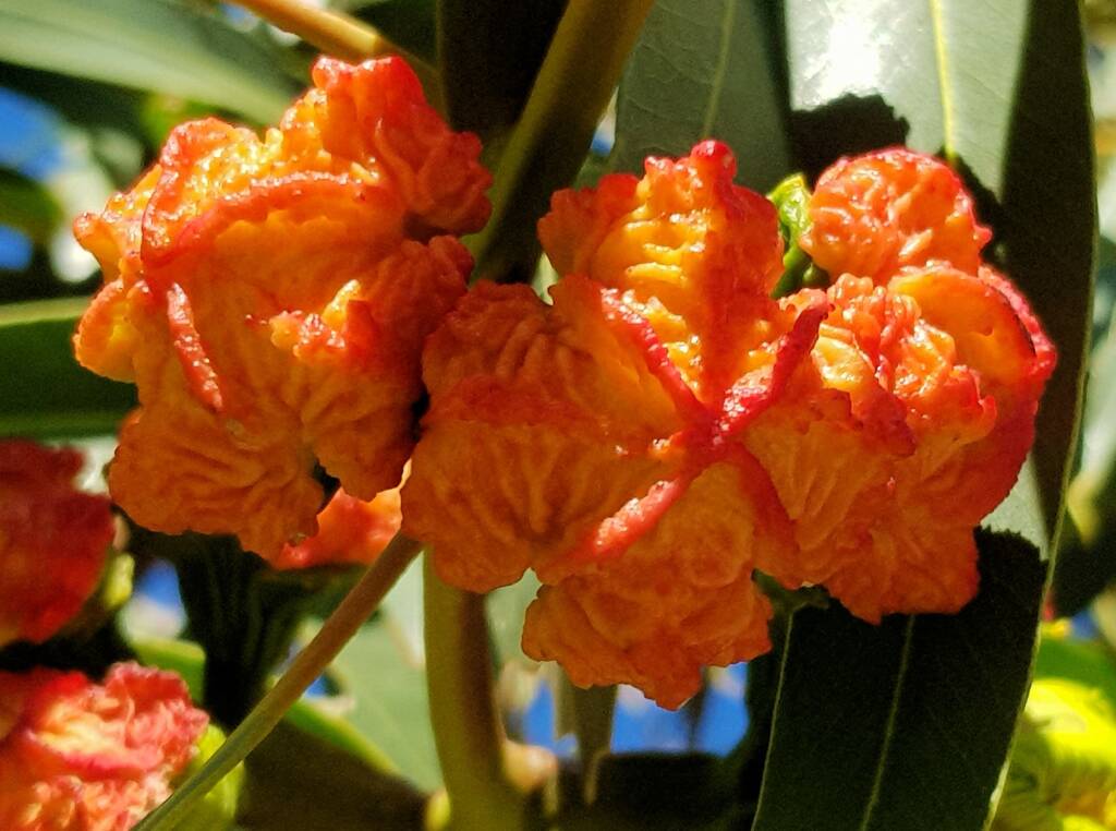 Red-capped Gum (Eucalyptus erythrocorys)