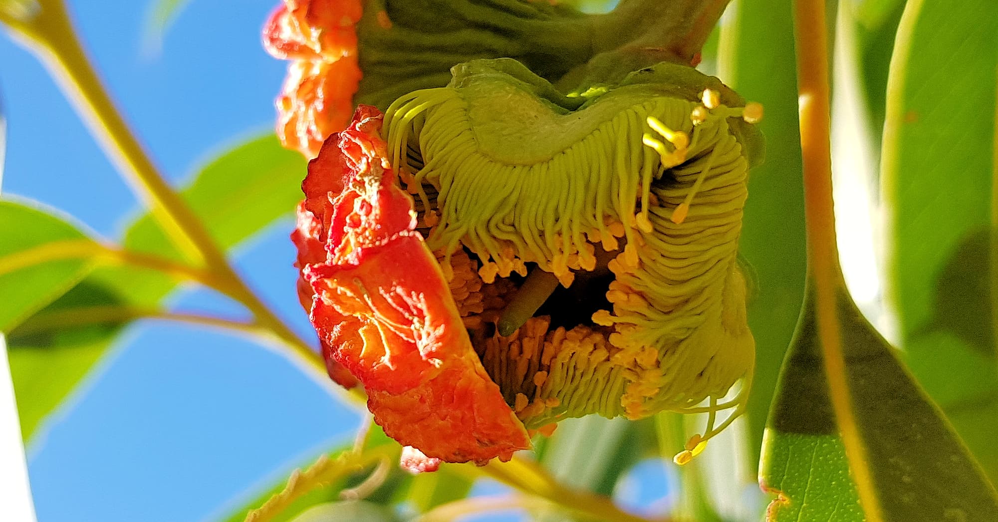 Red-capped Gum (Eucalyptus erythrocorys)