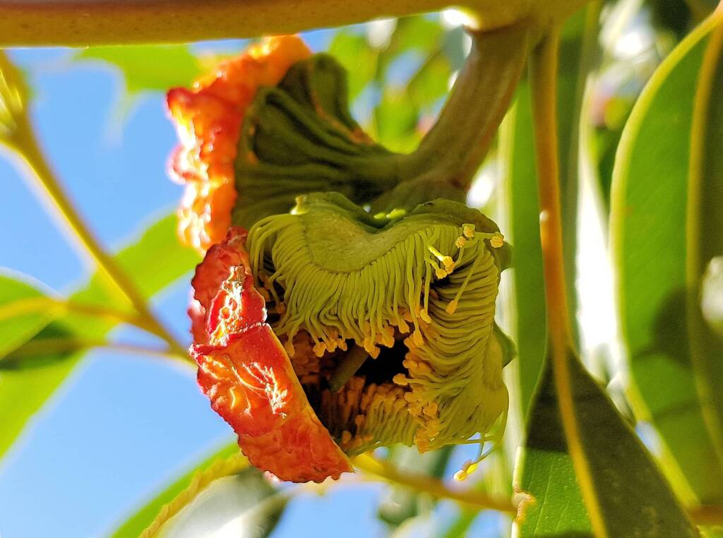 Red-capped Gum (Eucalyptus erythrocorys)