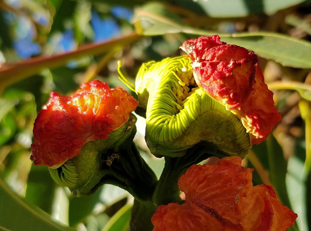Red-capped Gum (Eucalyptus erythrocorys)
