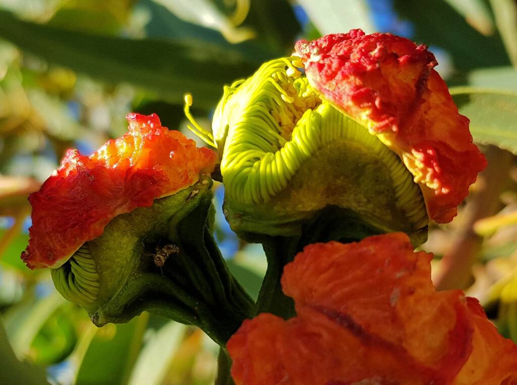 Red-capped Gum (Eucalyptus erythrocorys)