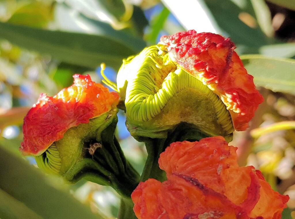 Red-capped Gum (Eucalyptus erythrocorys)
