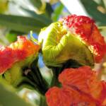 Red-capped Gum (Eucalyptus erythrocorys)