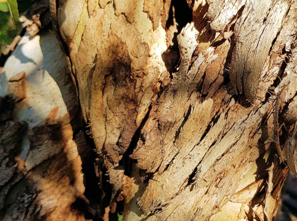 Red-capped Gum (Eucalyptus erythrocorys)
