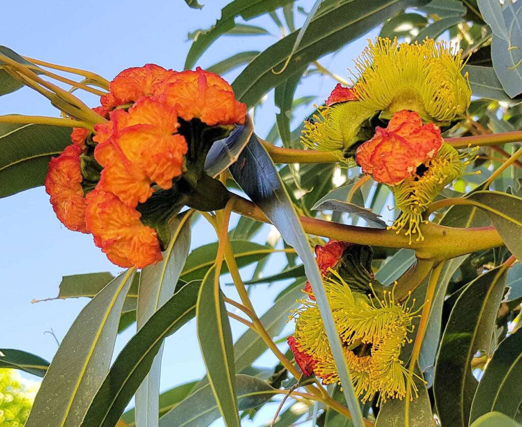 Red-capped Gum (Eucalyptus erythrocorys)