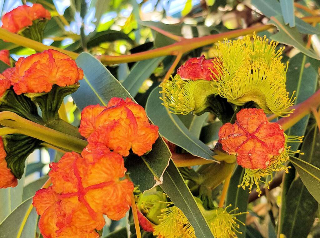 Red-capped Gum (Eucalyptus erythrocorys)