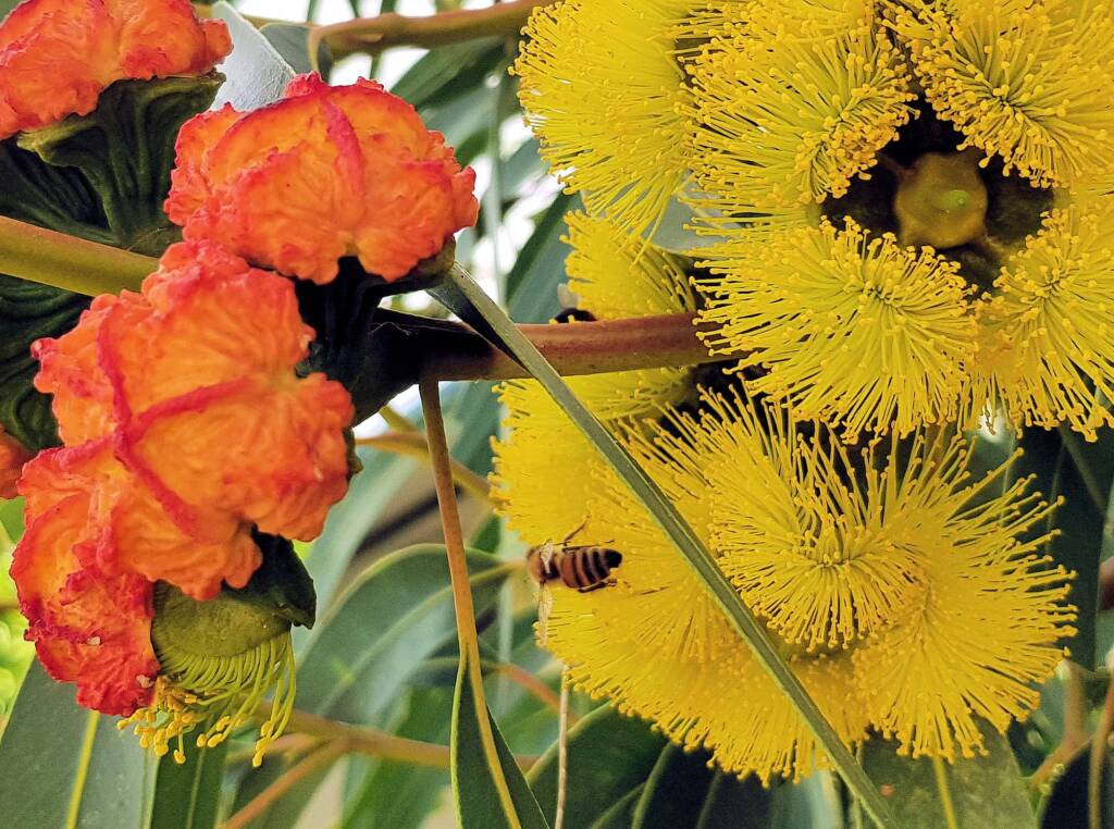 Red-capped Gum (Eucalyptus erythrocorys)