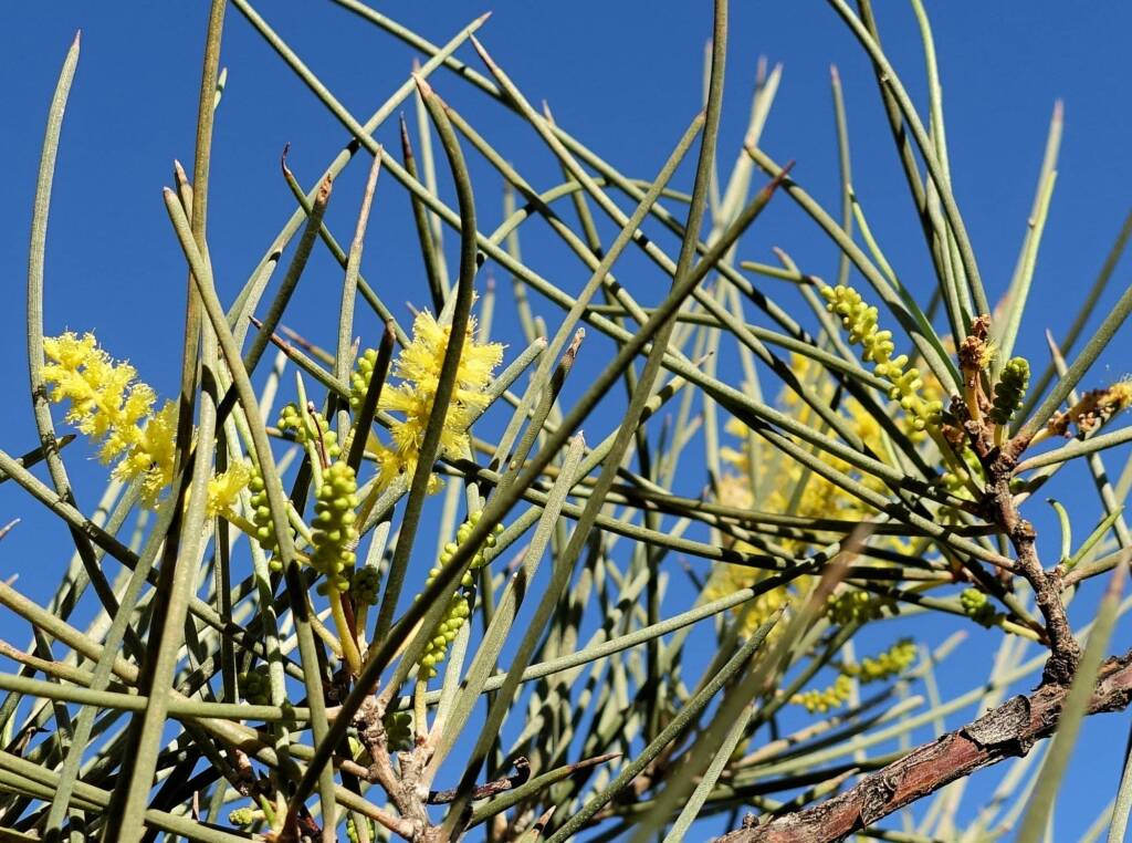 Red Mulga (Acacia cyperophylla), Alice Springs Desert Park