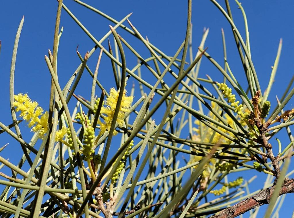 Red Mulga (Acacia cyperophylla), Alice Springs Desert Park