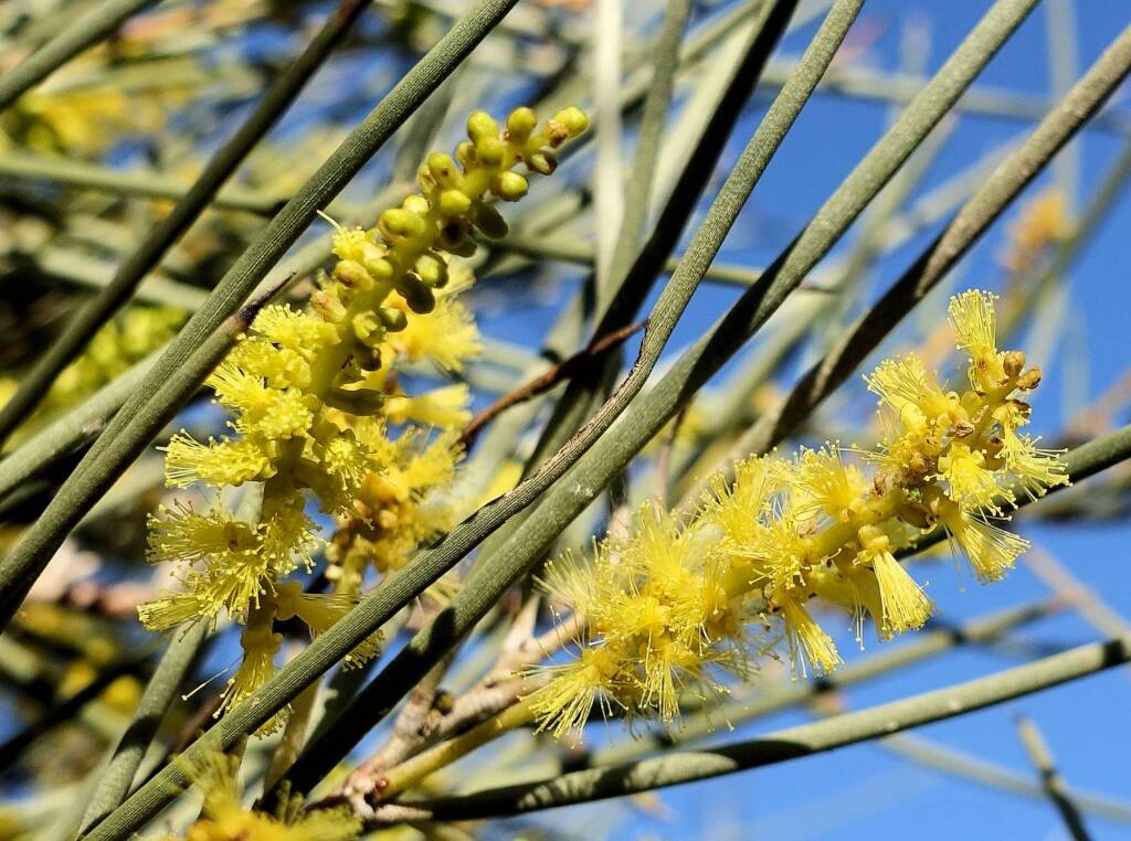 Red Mulga (Acacia cyperophylla), Alice Springs Desert Park