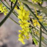 Red Mulga (Acacia cyperophylla), Alice Springs Desert Park