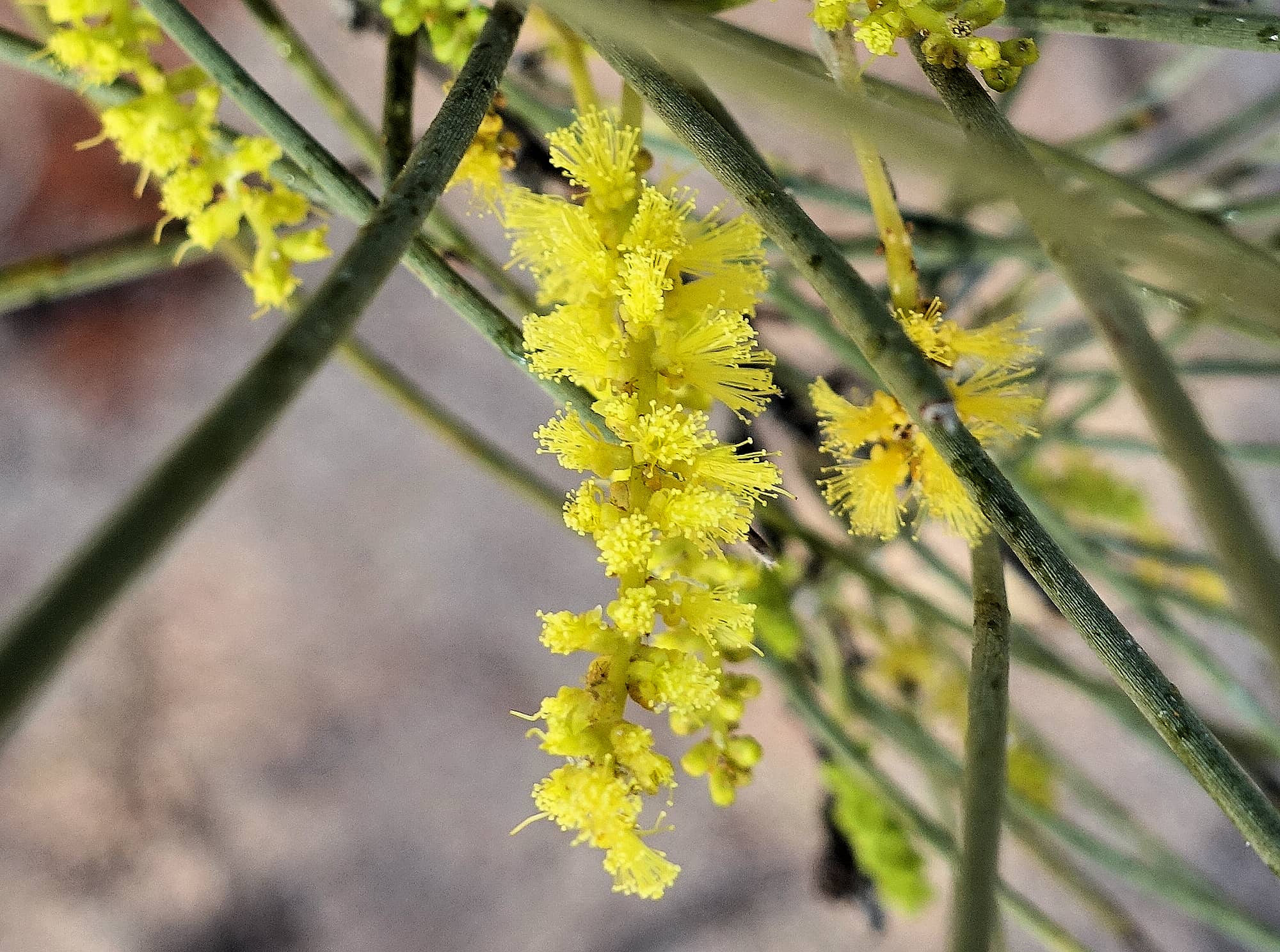 Red Mulga (Acacia cyperophylla), Alice Springs Desert Park