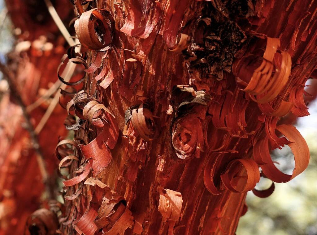 Red Mulga (Acacia cyperophylla), Alice Springs Desert Park