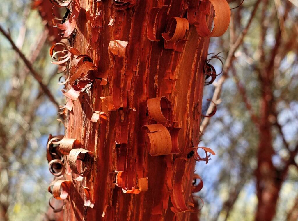 Red Mulga (Acacia cyperophylla), Alice Springs Desert Park