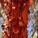 Red Mulga (Acacia cyperophylla), Alice Springs Desert Park