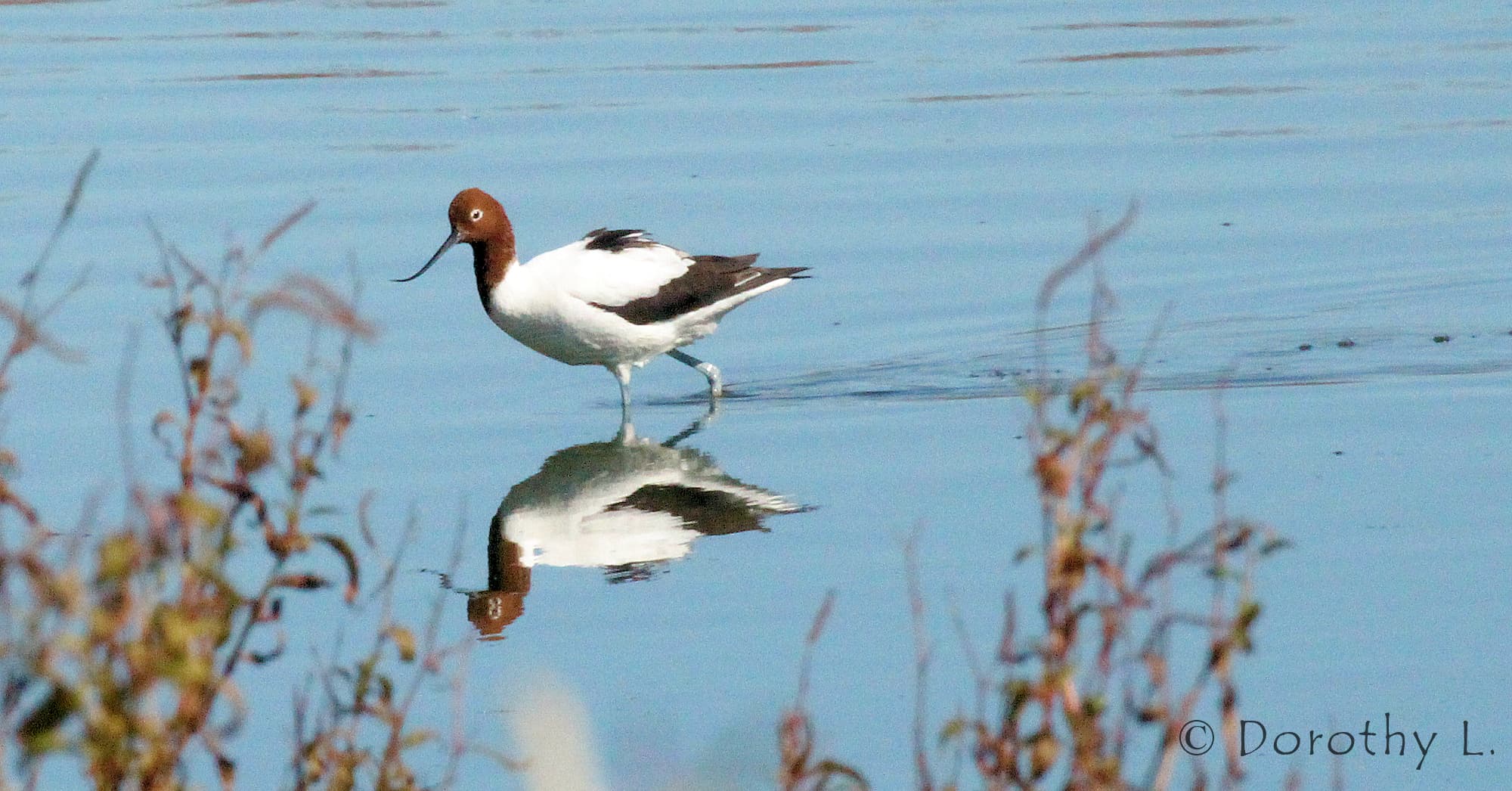 Red-necked Avocet (Recurvirostra novaehollandiae)