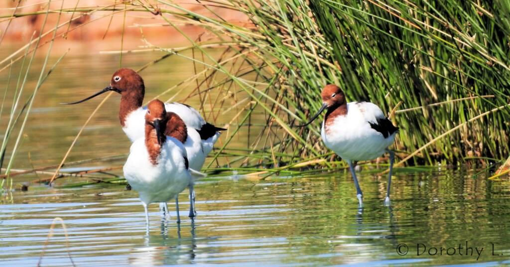 Red-necked Avocet (Recurvirostra novaehollandiae)