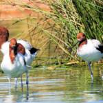 Red-necked Avocet (Recurvirostra novaehollandiae)