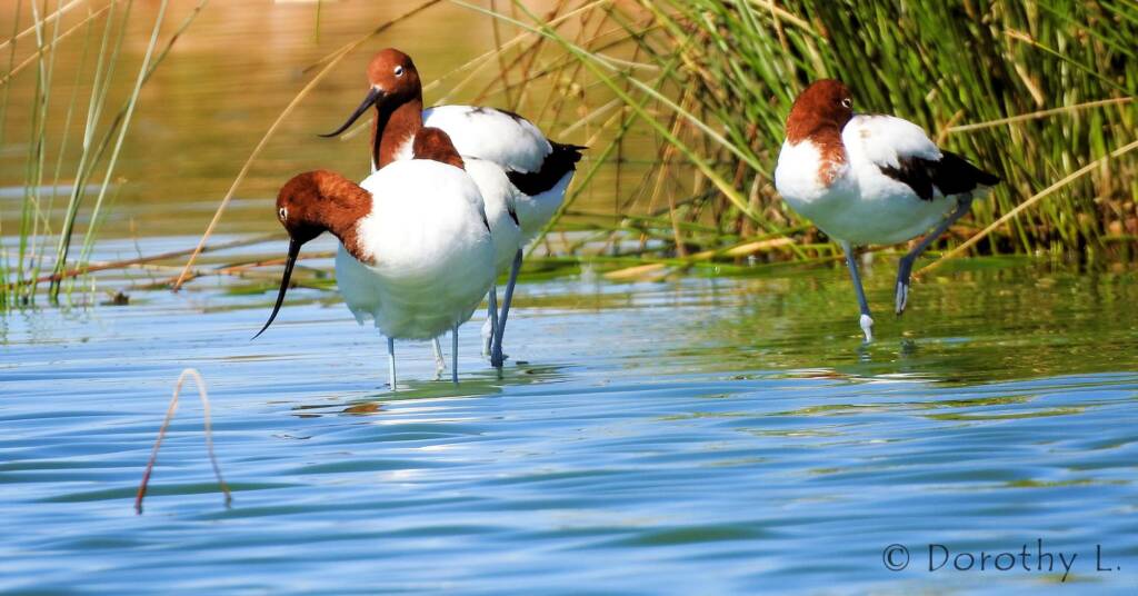 Red-necked Avocet (Recurvirostra novaehollandiae)