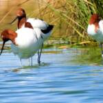 Red-necked Avocet (Recurvirostra novaehollandiae)