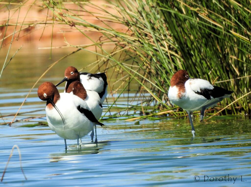 Red-necked Avocet (Recurvirostra novaehollandiae)