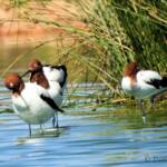 Red-necked Avocet (Recurvirostra novaehollandiae)