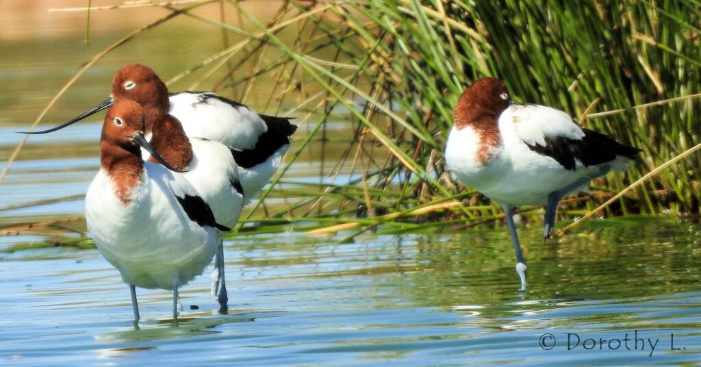 Red-necked Avocet (Recurvirostra novaehollandiae)