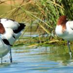 Red-necked Avocet (Recurvirostra novaehollandiae)