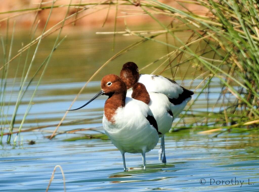 Red-necked Avocet (Recurvirostra novaehollandiae)