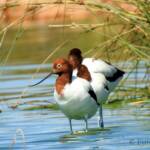 Red-necked Avocet (Recurvirostra novaehollandiae)