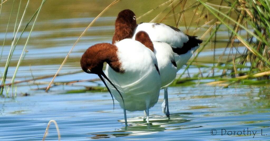 Red-necked Avocet (Recurvirostra novaehollandiae)