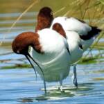 Red-necked Avocet (Recurvirostra novaehollandiae)