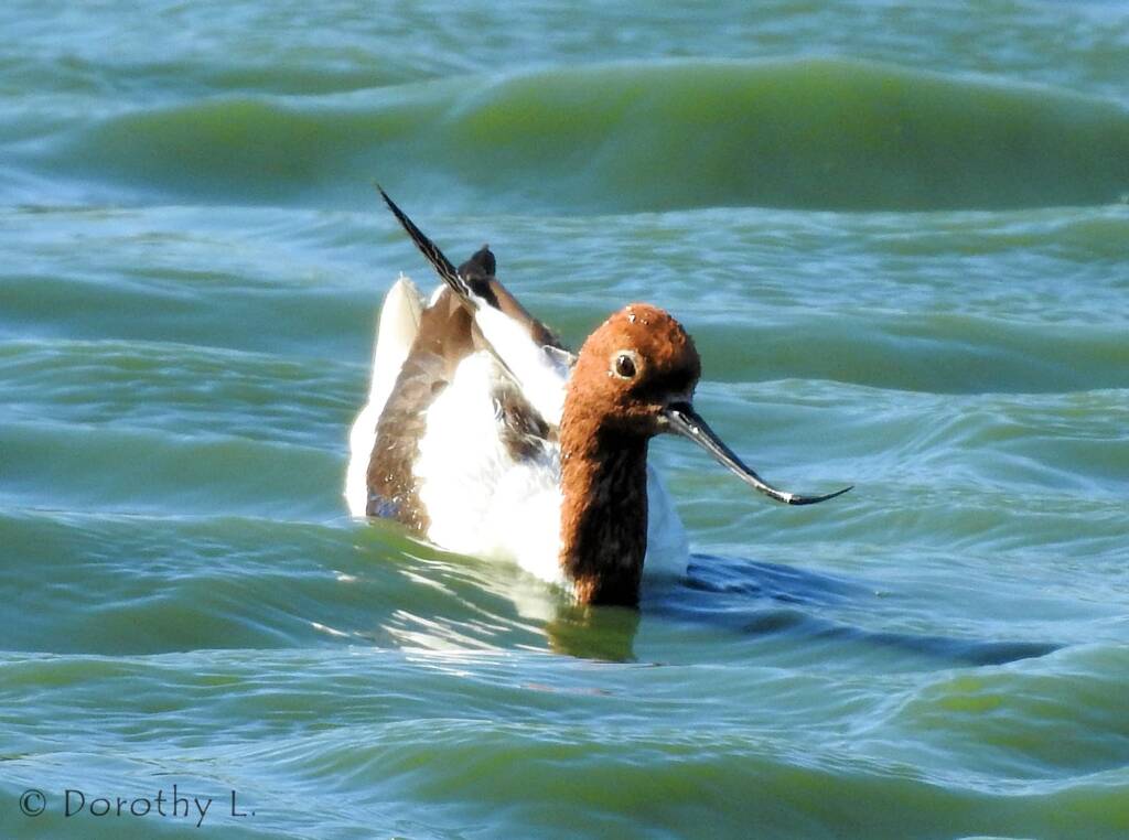 Red-necked Avocet (Recurvirostra novaehollandiae)