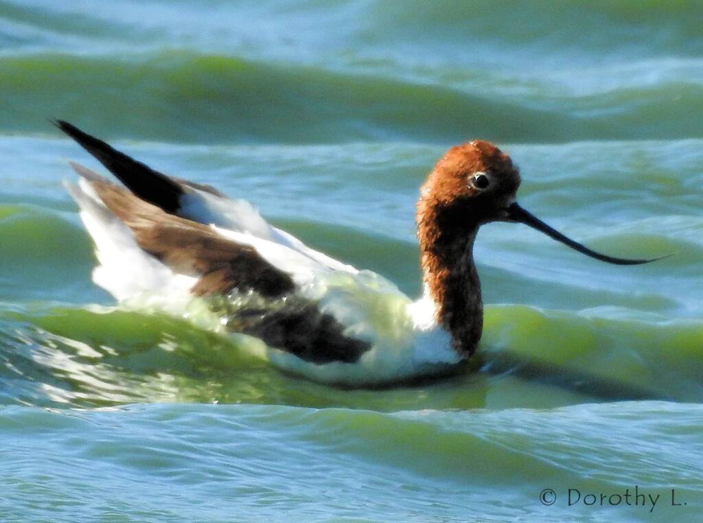 Red-necked Avocet (Recurvirostra novaehollandiae)