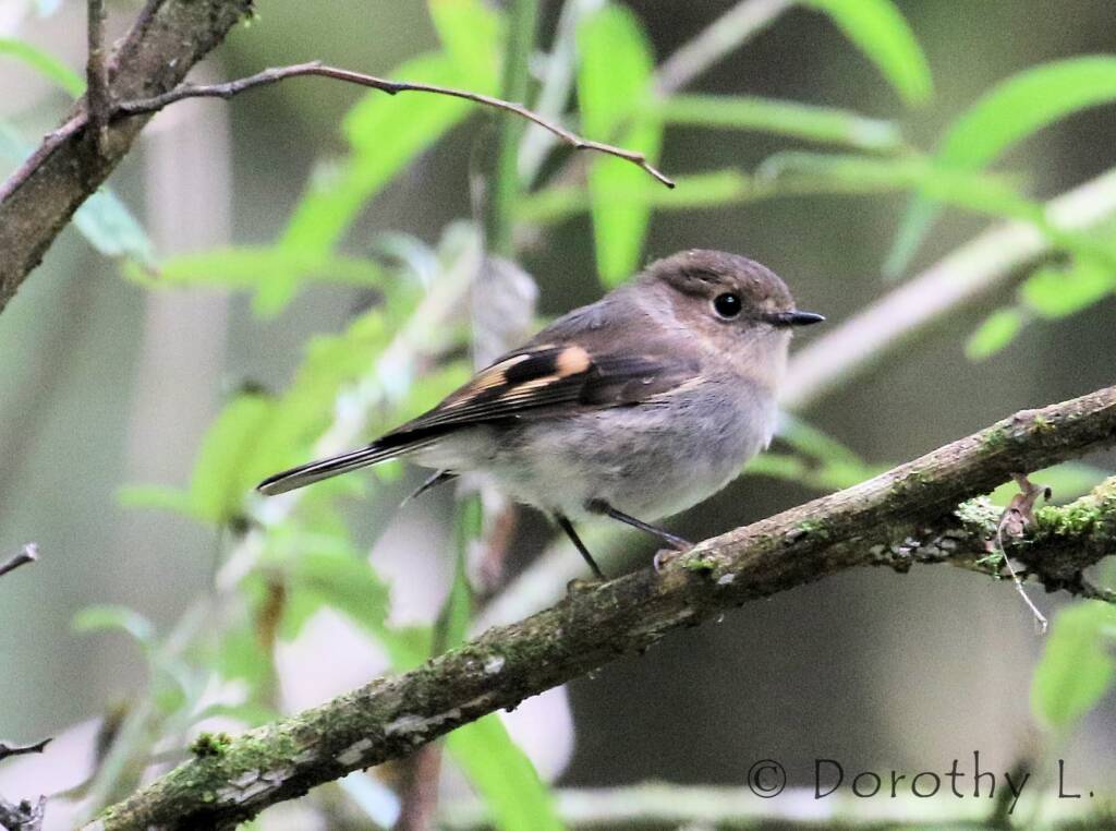 Rose Robin (Petroica rosea)