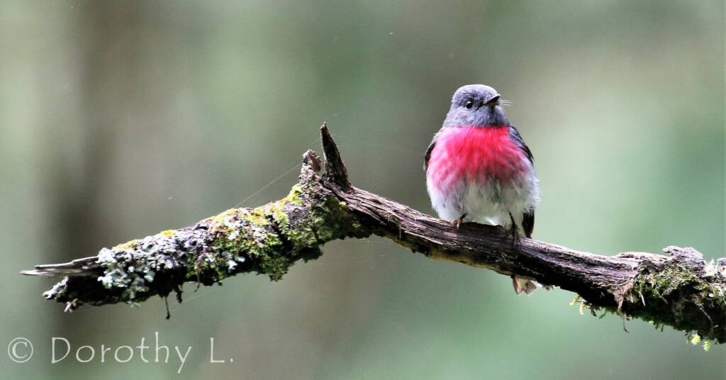 Rose Robin (Petroica rosea)