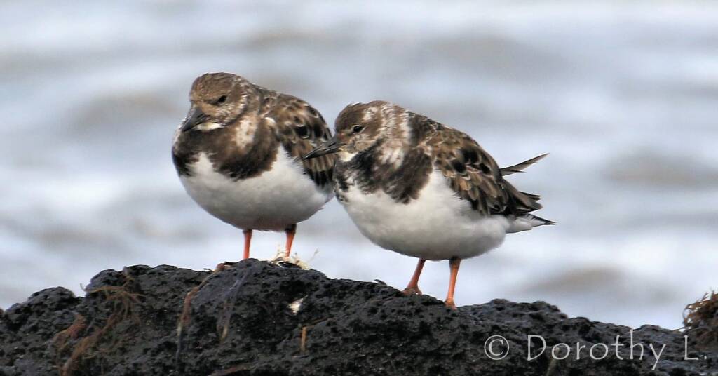 Ruddy Turnstone (Arenaria interpres)