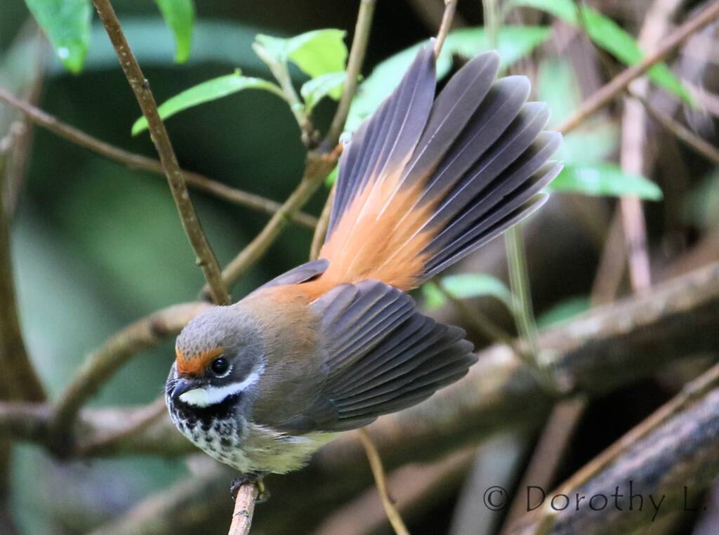 Rufous Fantail (Rhipidura rufifrons)