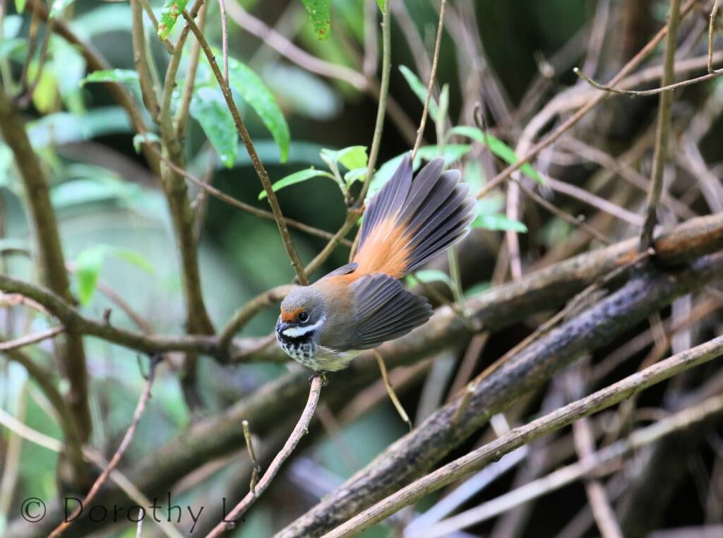 Rufous Fantail (Rhipidura rufifrons)