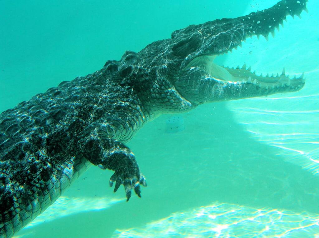 Australian Saltwater Crocodile (Crocodylus porosus)