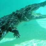 Australian Saltwater Crocodile (Crocodylus porosus)