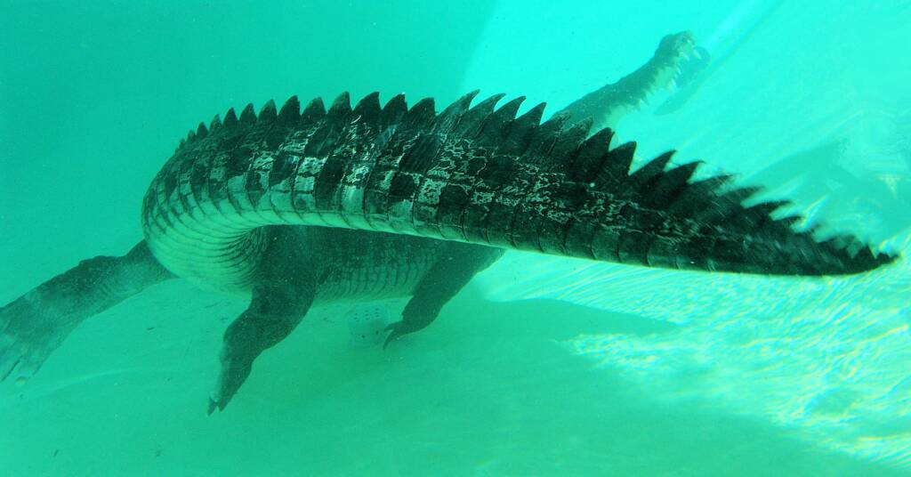 Australian Saltwater Crocodile (Crocodylus porosus), Alice Springs Reptile Centre